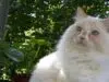 Tout ce qu’il faut savoir sur la race de chat le ragamuffin