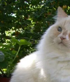Tout ce qu’il faut savoir sur la race de chat le ragamuffin