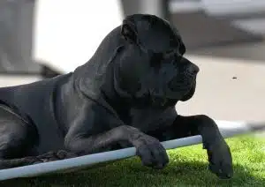 Un cane corso adulte bien installé en bonne santé