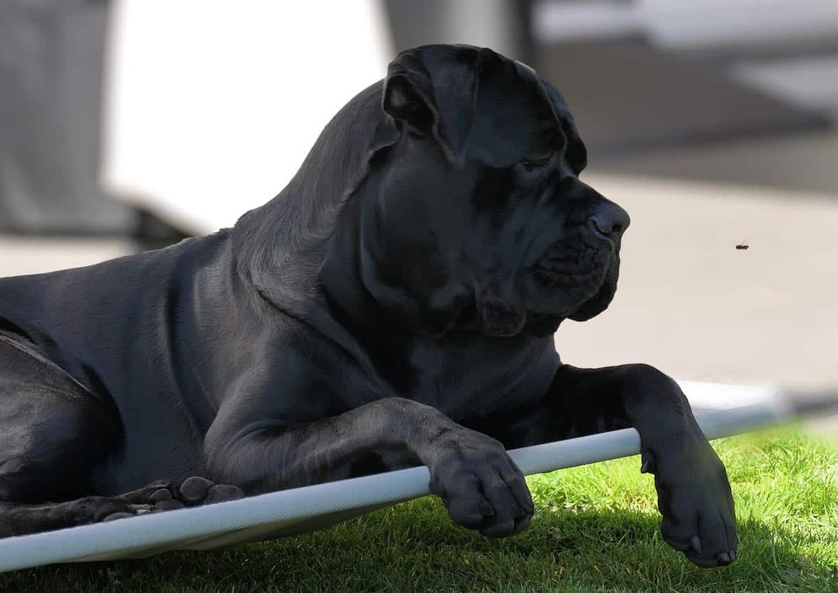 Un cane corso adulte bien installé en bonne santé