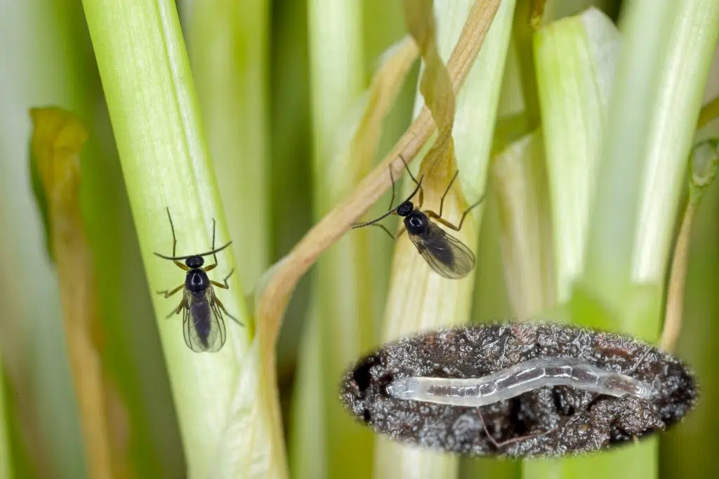 des moucherons dans le terreau