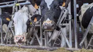 Pourquoi opter pour du matériel de contention pour élevage ?