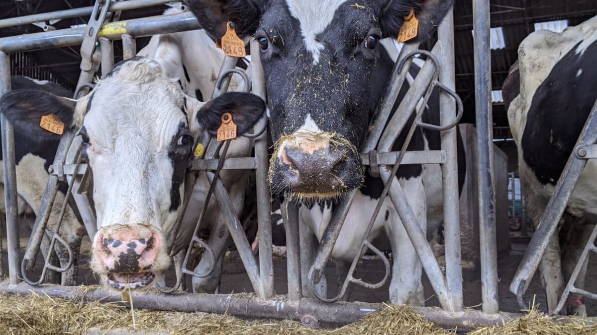 Pourquoi opter pour du matériel de contention pour élevage ?