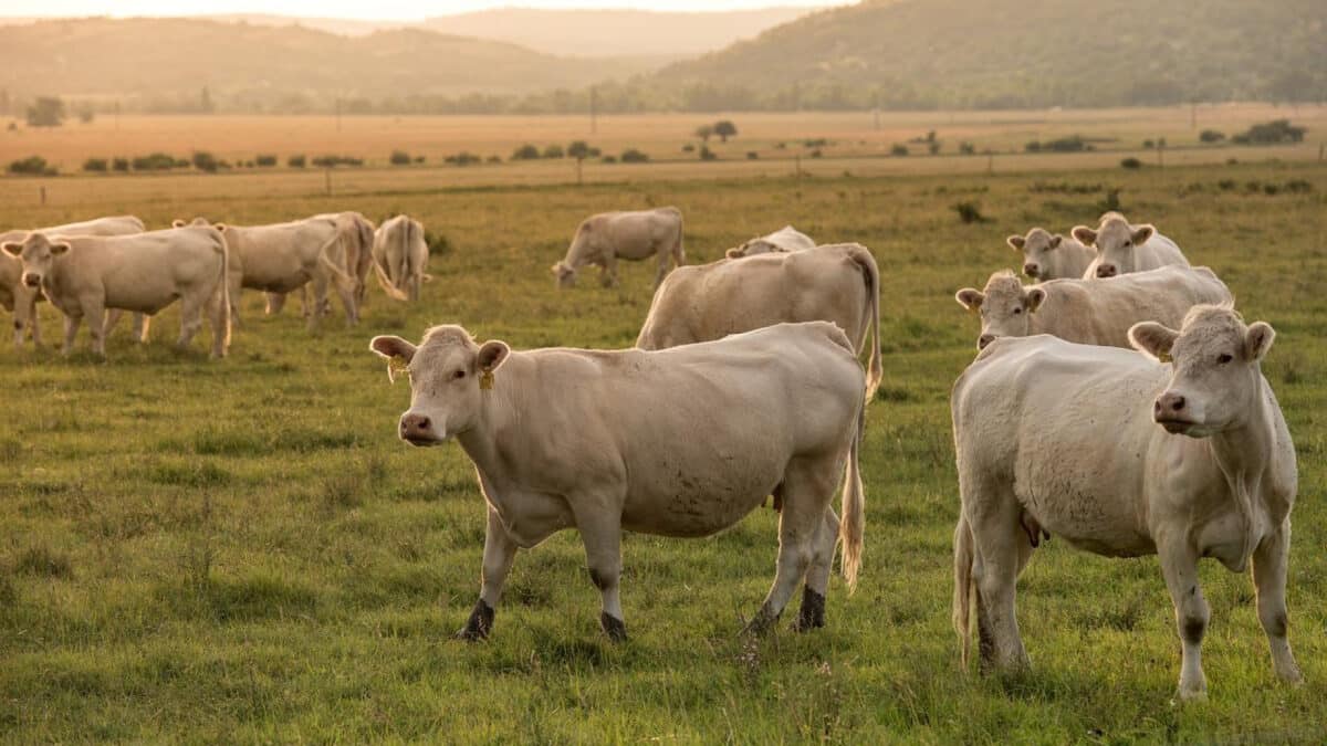 Pourquoi stabiliser les sols agricoles ?