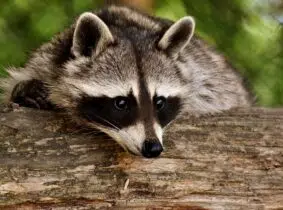 Un raton laveur